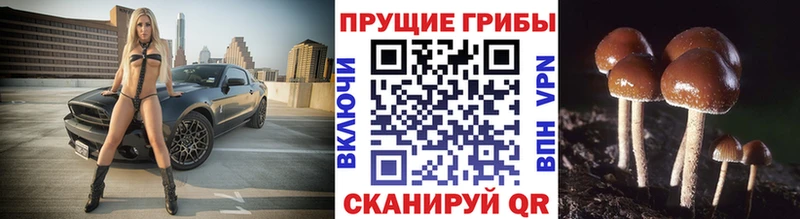 Галлюциногенные грибы прущие грибы  закладка  Кызыл 